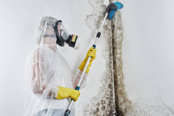 Certified Mold Removal in North Hudson, WI