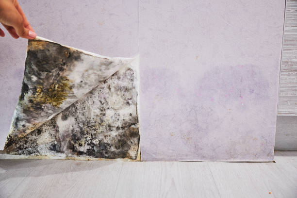 Mold Removal and Inspection in North Hudson, WI